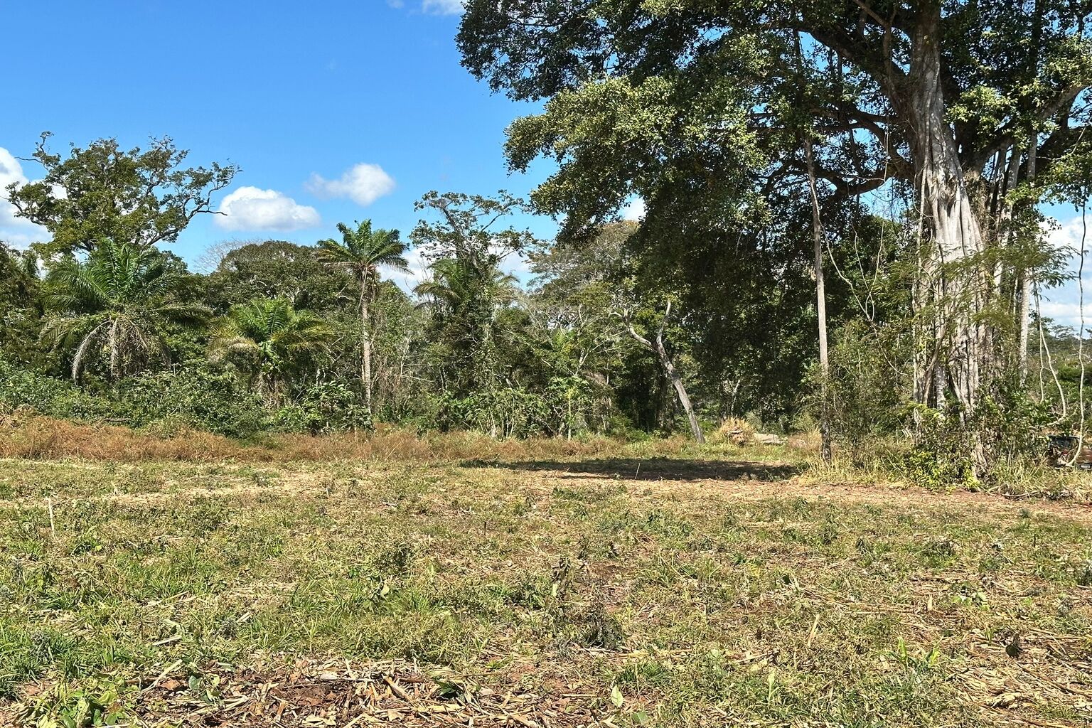PROPSECCION GEOFISICA IP/RES CONCEPCION ESCUDO BRASILERO